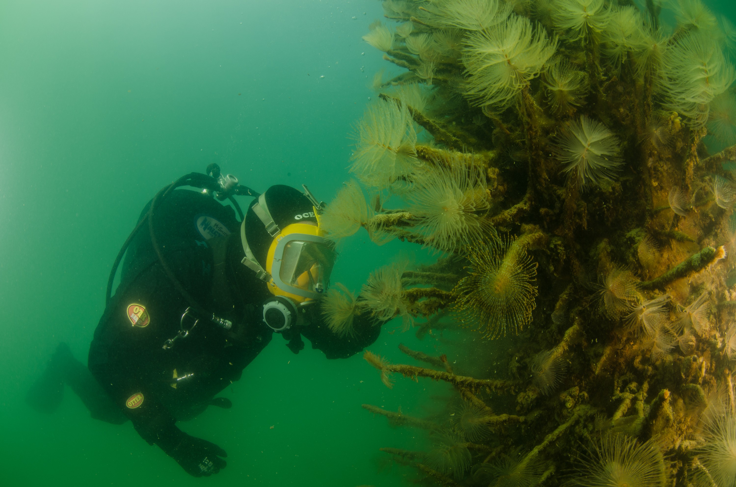 DSC_2999 – Mediterranean, fanworm, Sabella, spallanzanii, marine, pest, Auckland, underwater, crispin, nz, new, zealand, new zealand, fan, worm, marine, pest, invasive, Biosecurity